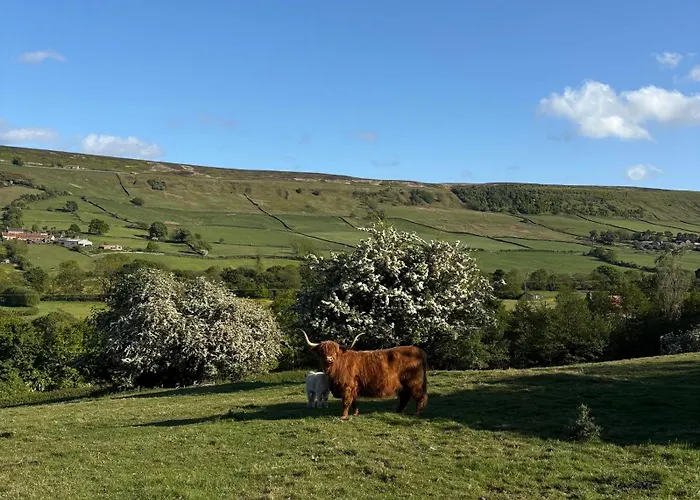 مكان تخييم Dark Skies Den